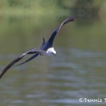 4594 Swallow-tailed Kite (Elanoides forficatus), Florida