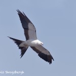 4595 Swallow-tailed-Kite-(Elanoides-forficatus), Florida