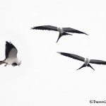 4596 Swallow-tailed Kites (Elanoides forficatus), Florida
