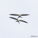 4597 Swallow-tailed Kites (Elanoides forficatus), Florida