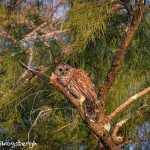 4599 Barred Owl (Strix varia), Florida