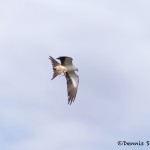 4601 Swallow-tailed Kite (Elanoides forficatus), Florida