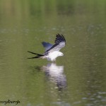 4602 Swallow-tailed Kite (Elanoides forficatus), Florida
