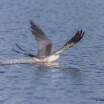 4603 Swallow-tailed Kite (Elanoides forficatus), Florida