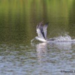 4604 Swallow-tailed Kite (Elanoides forficatus), Florida