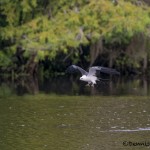 4606 Swallow-tailed Kite (Elanoides forficatus), Florida