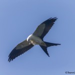 4608 Swallow-tailed Kite (Elanoides forficatus), Florida