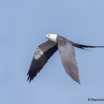 4611 Swallow-tailed Kite (Elanoides forficatus), Florida