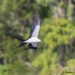 4612 Swallow-tailed Kite (Elanoides forficatus), Florida