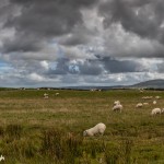4644 Sheep Farm, Northern Ireland