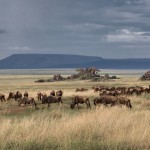 4700 Wildebeest Herd, Serengeti, Tanzania