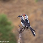 4710 Red-billed Hornbill (Tockus ruahae), Tanzania