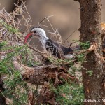 4712 Red-billed Hornbill (Tockus ruahae), Tanzania