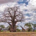 4713 Giraffe and Baobab Tree, Tarangire National Park, Tanzania