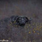 4715 Cape Buffalo, Dawn, Ngorongoro Crater, Tanzania