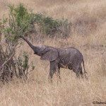 4720 Baby African Elephant (Loxodonta africana), Tanzania