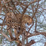 4721 Leopard (Panthera pardus), Tanzania