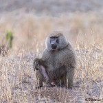 4724 Male Olive Baboon (Papio anubis), Tanzania