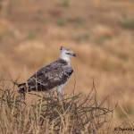 4726 Martial Eagle (Polemaetus bellicosus), Tanzania