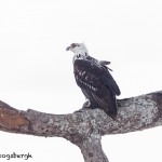 4727 Martial Eagle (Polemaetus bellicosus), Tanzania