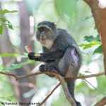 4728 Sykes Monkey (Cercopithecus albogularis), Tanzania
