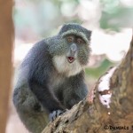 4729 Sykes Monkey (Cercopithecus albogularis), Tanzania