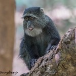 4730 Sykes Monkey (Cercopithecus albogularis), Tanzania