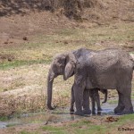 4731 Female and Baby, African Elephant (Loxodonta africana), Tanzania