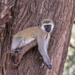 4733 Vervet Monkey (Chlorocebus pygerythrus), Tanzania