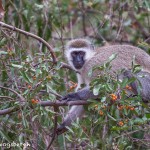 4734 Vervet Monkey (Chlorocebus pygerythrus), Tanzania