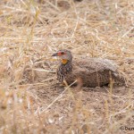 4737 Red-necked Francolin (Pternistis afer), Tanzania