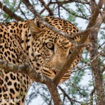 4739 Leopard, Tanzania