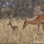 4746 Newborn (Just minutes old) Impala (Aepyceros-melampus), Tanzania