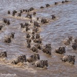 4750 Wildebeest Migration, Traversing the Mara River into Tanzania