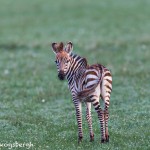 4751 Young Zebra, Tanzania