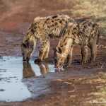 4755 Young Spotted Hyenas (Crocuta crocuta), Tanzania