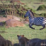 4756 Zebra Surprised by Lionesses, Tanzania