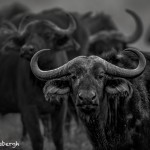 4760 Cape Buffalo, Ngorongoro Crater, Tanzania