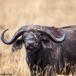 4761 Cape Buffalo, Ngorongoro Crater, Tanzania
