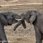 4762 African Elephants, Mating Ritual, Tanzania