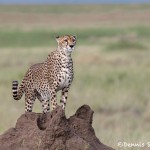 4766 Cheetah (Acinonyx jubatus), Tanzania