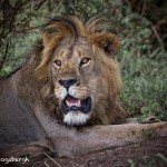 4766 Male Lion, Tanzania