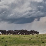 4767 African Elephants at Dusk, Tanzania