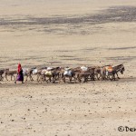 4768 Maasai People Transporting Water, Tanzania