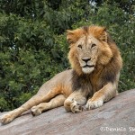 4777 Male Lion, Tanzania