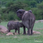 4778 Baby African Elephant Feeding, Tanzania