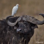 4781 Cape Buffalo, Cattle Egret, Tanzania