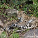 4782 Female Leopard with Cubs, Tanzania