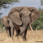 4786 African Elephant, Tanzania