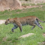 4787 African Leopard, Tanzania